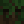 dumb_little_tree