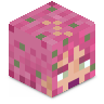 _Kappe_